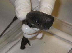 trynottodrown:  A pocket shark—the rarest of sharks with only