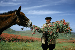 natgeofound: A man feeds donkey sulla flowers and foliage from