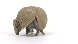 studiocute:  fencehopping:  Armadillo  Good night.  these toys