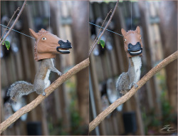 archiemcphee:  The first picture of our Horse Squirrel Feeder