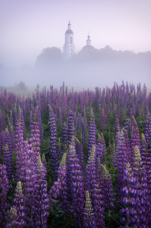 expressions-of-nature:Lupine Morning by Timoshenko Viacheslav