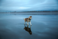 escapekit:Huskies on waterRussian photographer Fox Grom on his