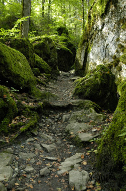 faerieforests:  Forest Trail by sun-stock 