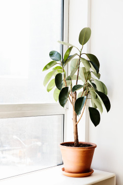 thouswell:  Lil rubber plant 