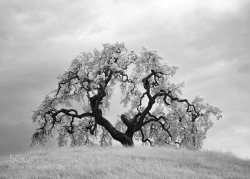 morethanphotography:  oak by nlwirth 