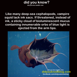 did-you-kno:  Source  Now there’s a super power!  Bioluminescent