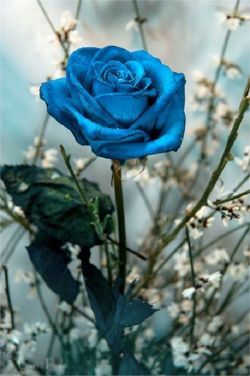 flowersgardenlove:  Beautiful Blue Rose Beautiful gorgeous pretty