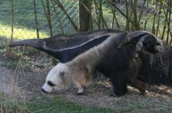 Did you ever notice … Giant Anteaters’ front legs look