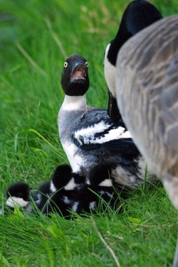 tibets:  This is a goose I cannot stop laughing 