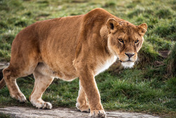 llbwwb:  Lioness,Yorkshire Wildlife Park 29/03/13 (by Dave learns