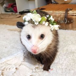 possumoftheday: Today’s Possum of the Day has been brought to you by: Flower Crowns!