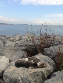 bluegrassorangesky: found two kitties cuddling by the sea  this