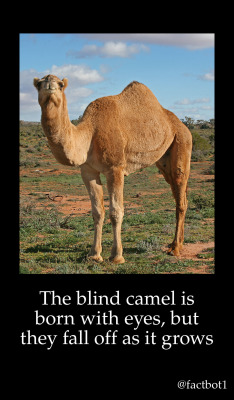 reblogging for camel cutie