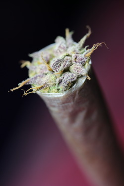 massrootsapp:  Crystally calyxes in the tip of my joint :)Learn