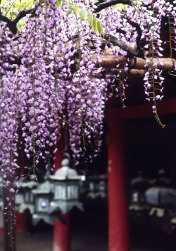 sutakimu-catching-souls-flights:  Kasuga Shrine in Nara, Japan