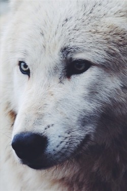 wolverxne:Timber wolf by jibber11 