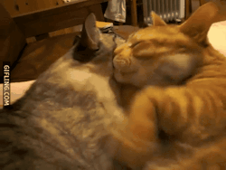 i-justreally-like-cats-okay:  x
