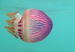 libutron:  Purple Jellyfish - Thysanostoma loriferum Thysanostoma