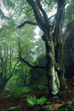 sublim-ature:  Bavaria, GermanyKilian Schönberger 