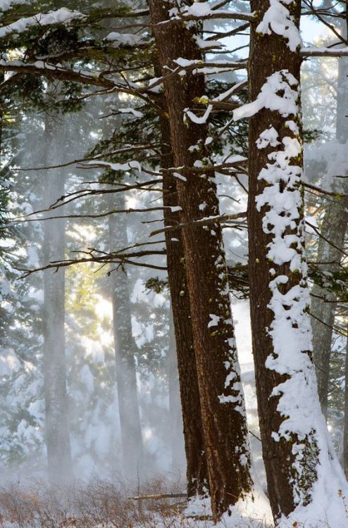 silvaris:  Tree Snowfall by Eric Barnes