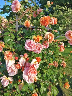 liss-ome:Full bloom | More @wander-uploads