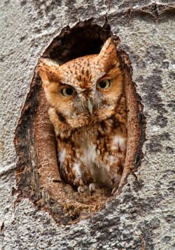 h4ilstorm:  Eastern Screech Owl (by Bill McMullen) 