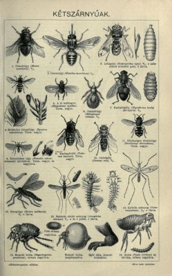 nemfrog:  A page of insects found in a Hungarian encyclopedia. Révai