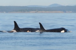 fightingforwhales:  New baby L120 pictures! Check out his/her