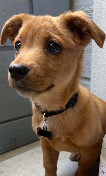 everythingfox:  “We have our very own Scrappy Doo”(Source)