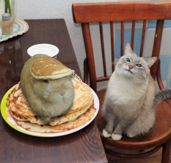 tastefullyoffensive:  “Waiter… there’s a hare in my pancakes.”