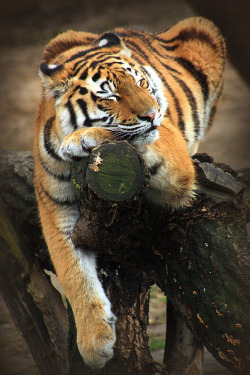 alexiabowen:  magicalnaturetour:  Napping Tiger Alexander A