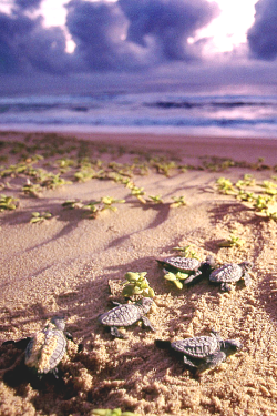 wavemotions:    Newly-hatched leatherback turtles scurry their