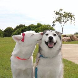 cute-overload:  Cute dog couplehttp://cute-overload.tumblr.com [instagram]