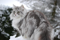 aph-femnorge:  A beautiful picture of a beautiful Norwegian Forest