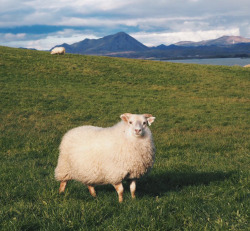 cutepetplanet: The most handsome sheep I’ve ever seen