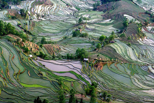 nubbsgalore:  the remote, secluded and little known rice terraces of yuanyang county in chinaâ€™s yunnan province were built by the hani people along the contours of ailao mountain range five hundred years ago. during the early spring season, the terraces