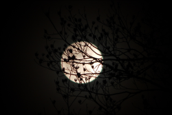 leperwitchphotos:Last night’s snow moon obscured by little
