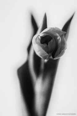 kiyoshi-yamaguchi-photography: SILENCE - Tulip.   © Kiyoshi