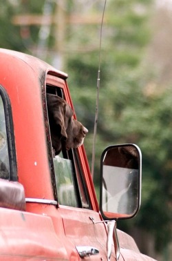 timberfolk: a dog and an old pickup… perfect.  