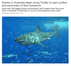 toloveviceforitself:  kettugasm:  Large sharks off Western Australia