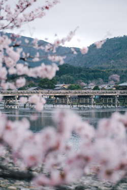 takashiyasui:  Kyoto in spring