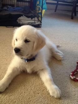 cute-overload:  My New Puppy!!http://cute-overload.tumblr.com
