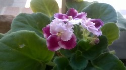 My best looking African violets. They look perfect. I’m going