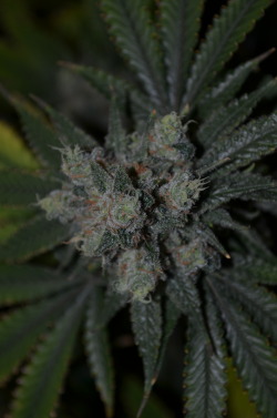 incredible-kush:  birds eye view of some green fire
