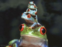 “Theories pass. The frog remains.” ~ Jean Rostand (Red-eyed