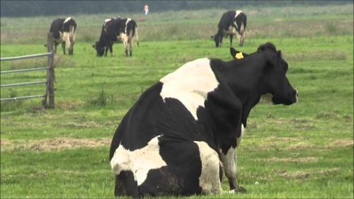 accio-salt:  I didn’t know I needed a post of cows sitting. But I did.