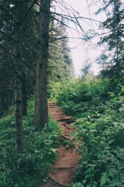 avenuesofinspiration:Natural Staircase | @Mammothstock | AOI