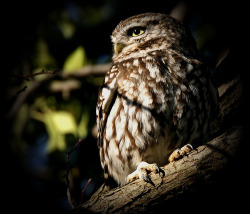 cloudyowl:  Little Owl by SNAPDECISIONS !
