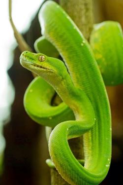 bio-diversity:  Magical Australian Green Tree Python by Ned Fischer