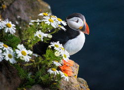 nm-gayguy:  superbnature:  puffin in daisies by freeezzzz http://ift.tt/1taKjWM